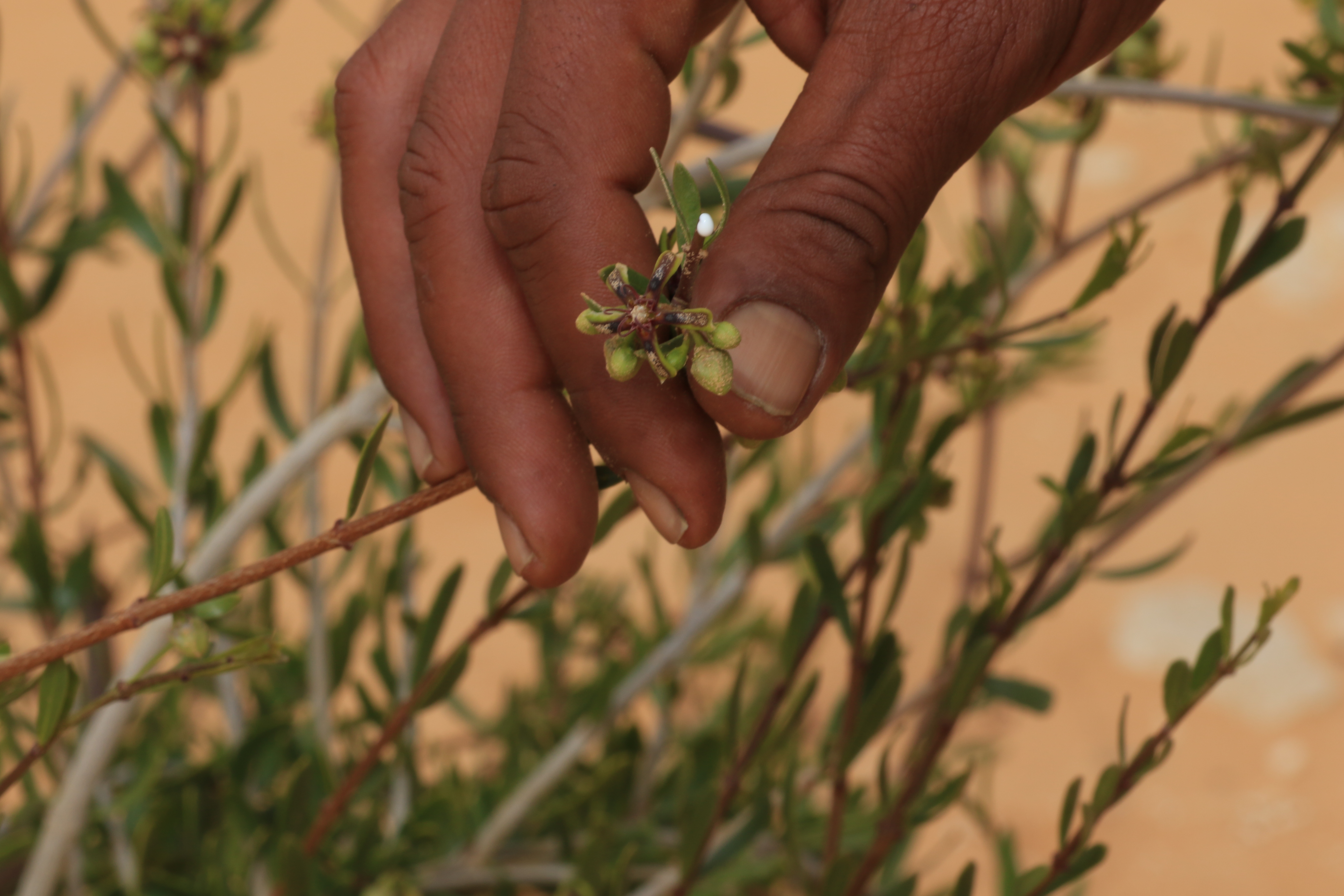 Biodiversity