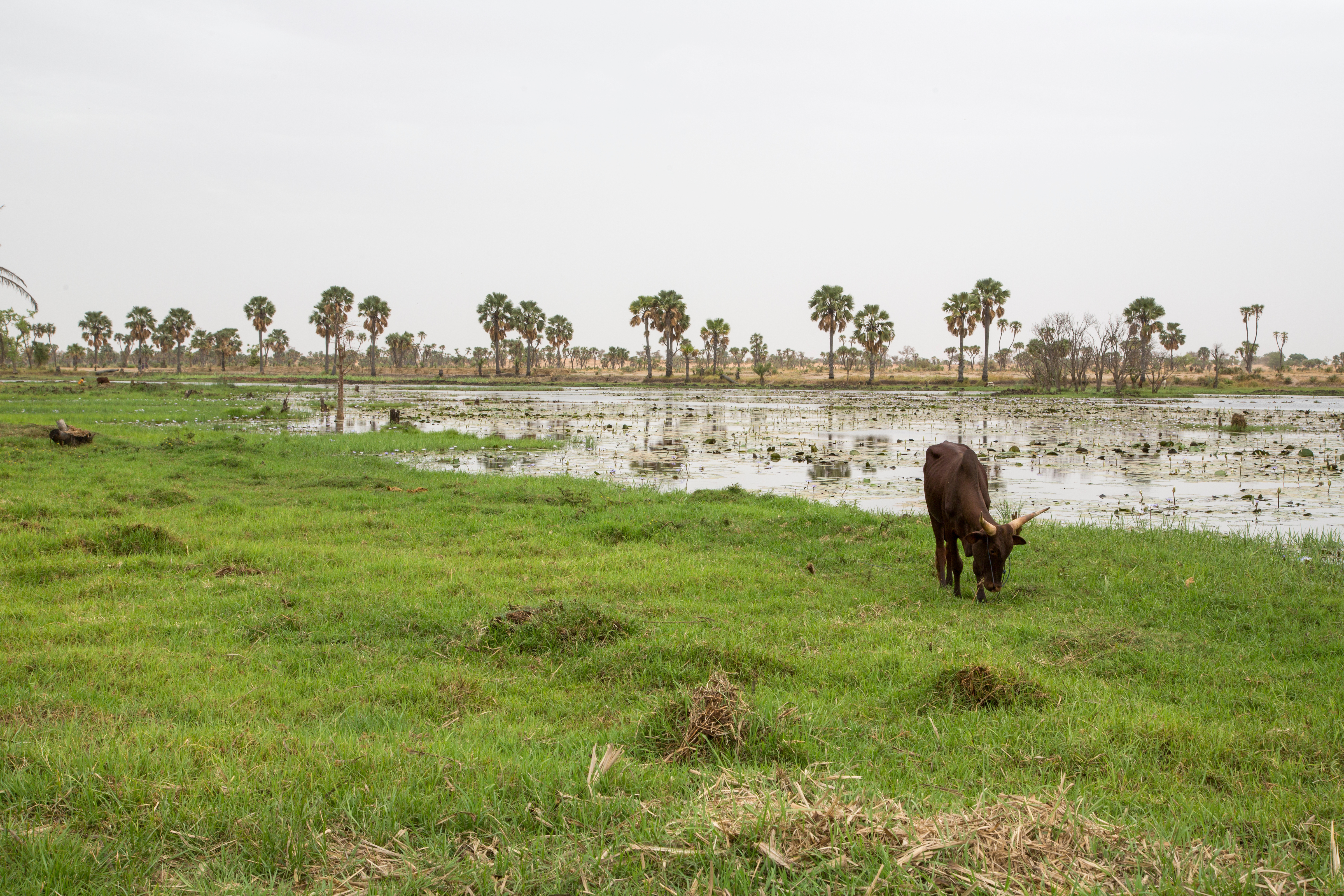 Biodiversité