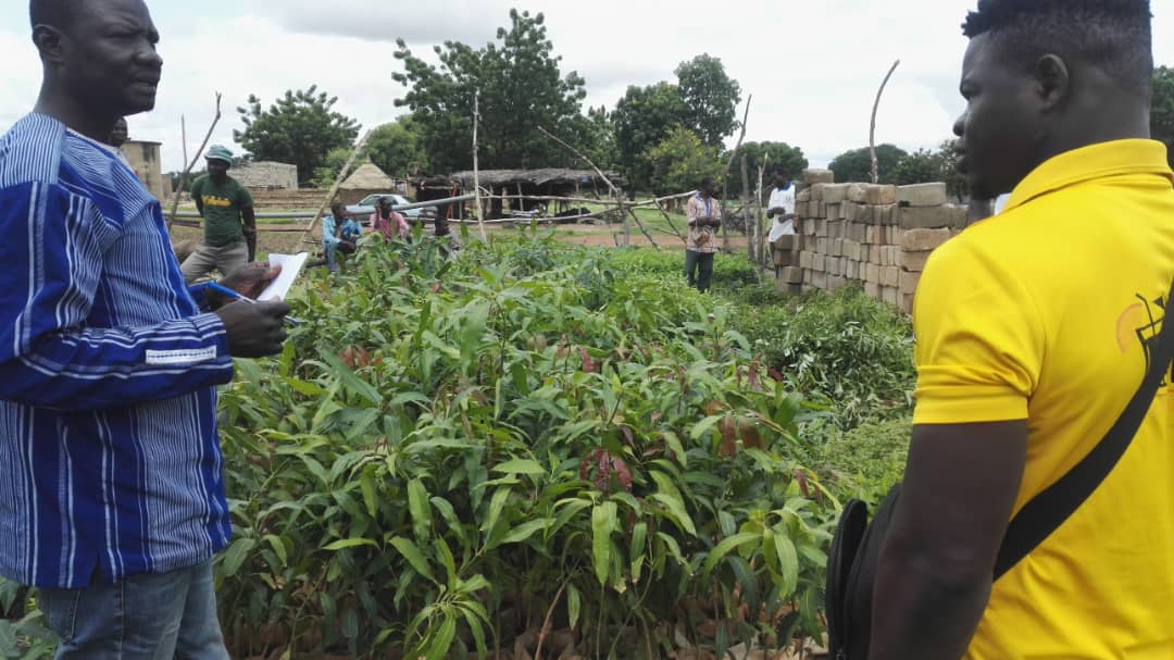 AdaptWAP Burkina Faso Component: Training in Reforestation and Assisted Natural Regeneration 