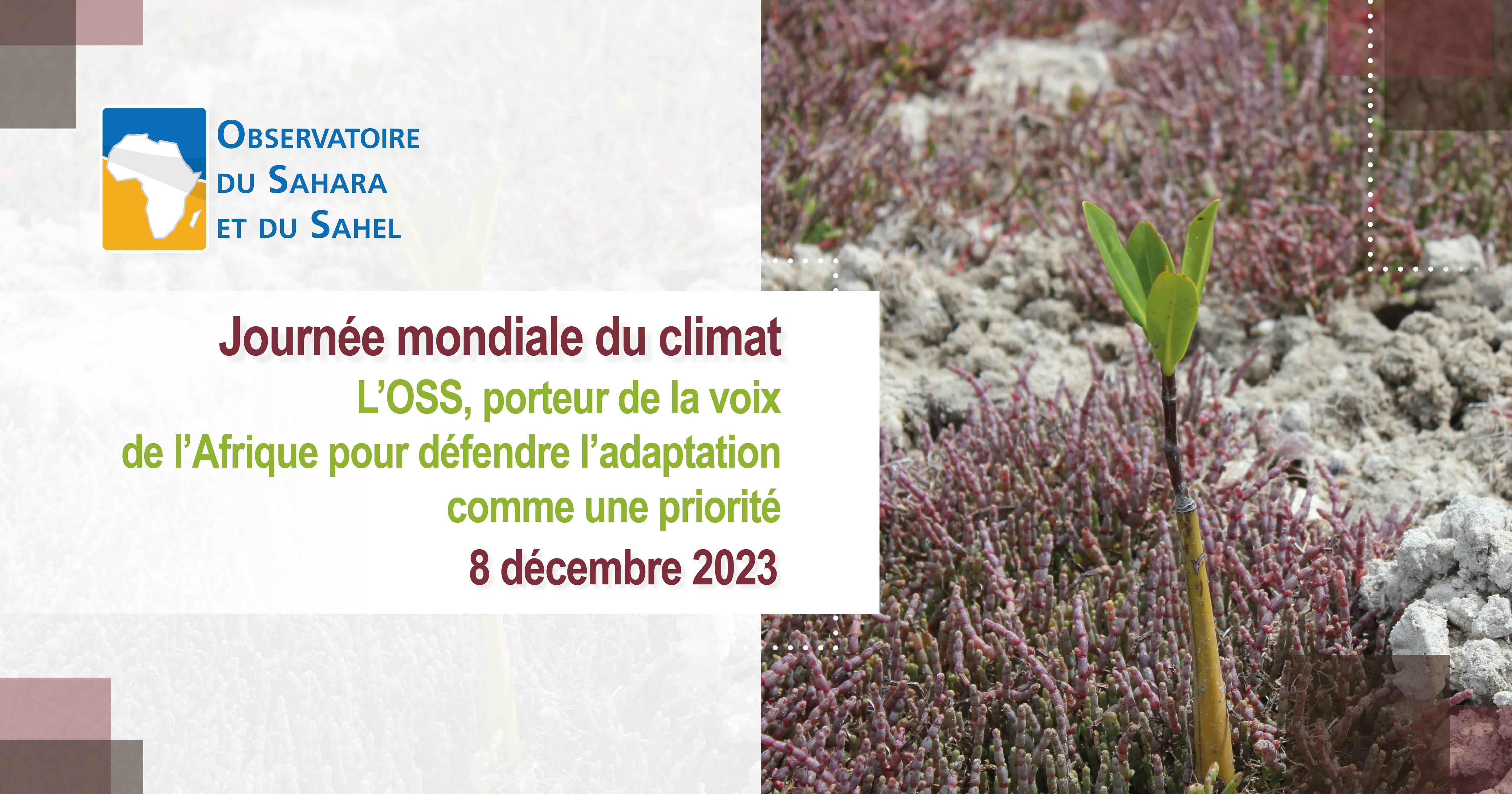 Journée Mondiale du Climat | « L’OSS, porteur de la voix de l’Afrique pour défendre l’adaptation comme une priorité »