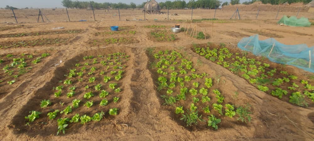 Thriving Support for Women in Falmey (Niger) under the AdaptWAP Project